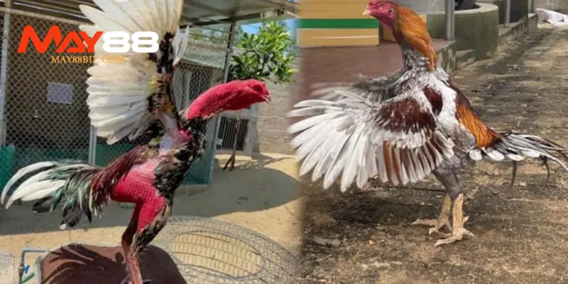 Chọn gà đá chuẩn là nhìn đầu biết ngay gà chọi hay