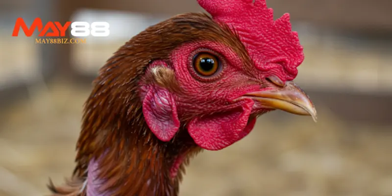 Chọn gà dá chuẩn chọi hay thông qua quan sát mỏ