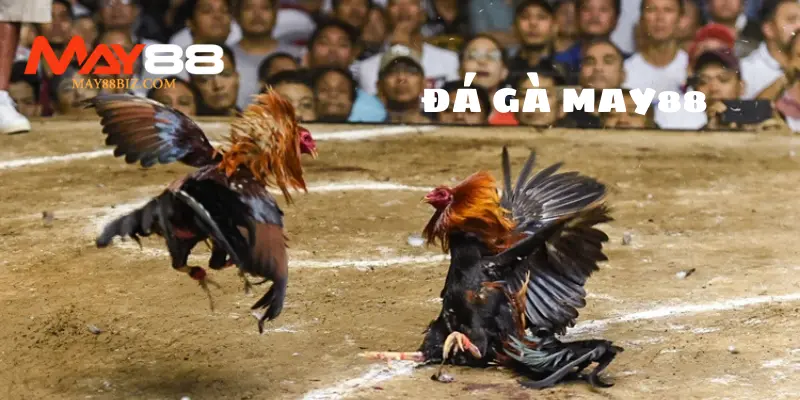 Sân chơi đá gà MAY88 có gì nổi bật?