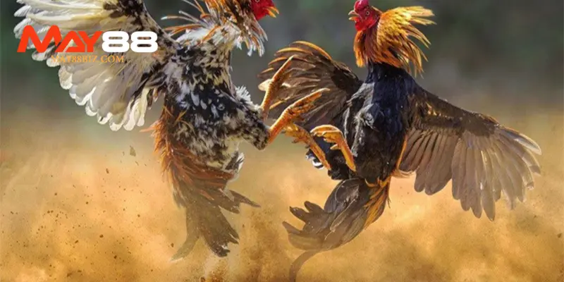 Các loại hình đá gà MAY88 đang được tổ chức