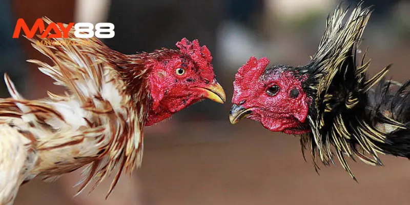 Hướng dẫn cách tham gia đá gà MAY88 nhanh chóng