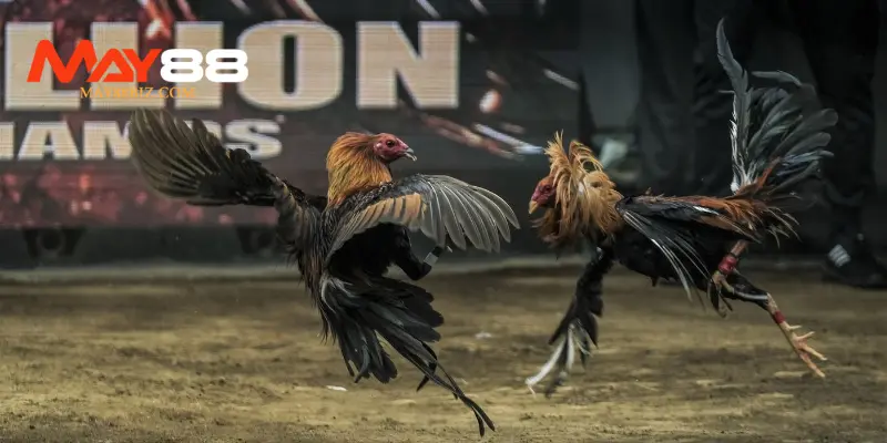 Đá gà Philippines là gì?