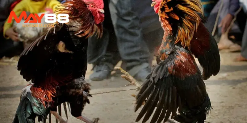 Phân loại hình thức Đá gà Philippines