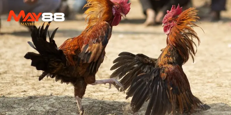 Ưu điểm của đá gà Philippines