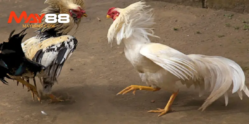 Luật chơi đá gà miền bắc