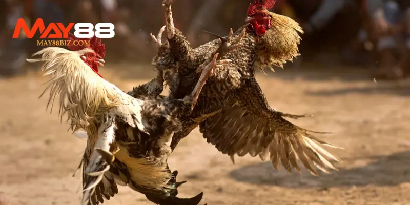 Luật đá gà miền Trung