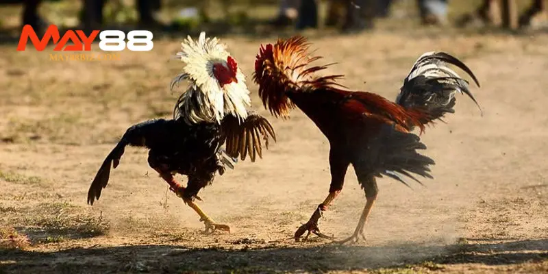 Luật đá gà miền Nam