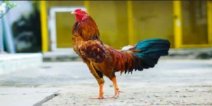 Kỹ Thuật Nuôi Dưỡng Và Huấn Luyện Gà Đá SUT88